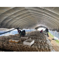 Agricultura de invernadero productivo de hongos en venta